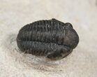 Bargain Gerastos Trilobite Fossil - Foum Zguid #15386-1